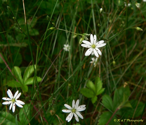 {Stellaria graminea}